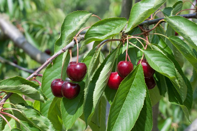 Prunus avium 'Regina' CAC - Süßkirsche 'Regina' 7.KW