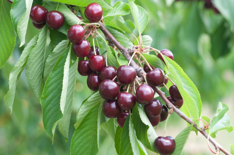 Prunus avium 'Sylvia' CAC - Süßkirsche 'Sylvia'