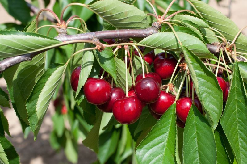 Prunus avium 'Van' CAC - Süßkirsche 'Van' 5.KW