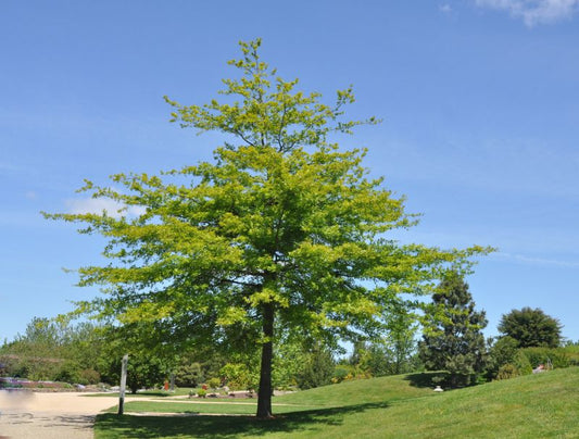 Quercus palustris - Sumpf-Eiche