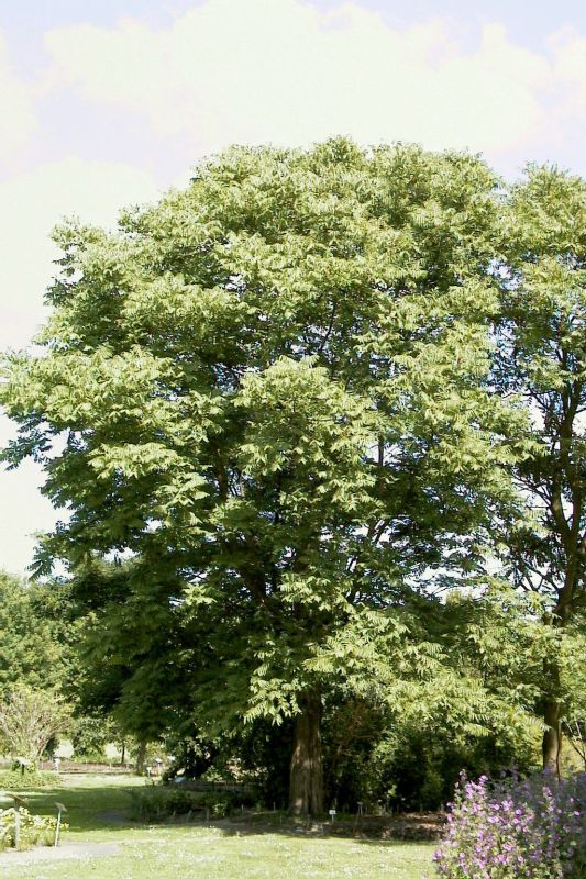 Toona sinensis - Surenbaum