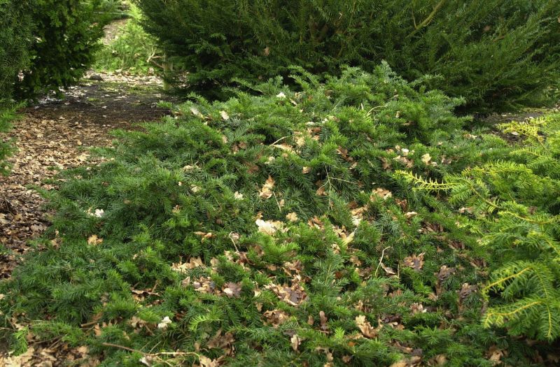 Taxus baccata 'Repandens' - Tafeleibe / Kisseneibe