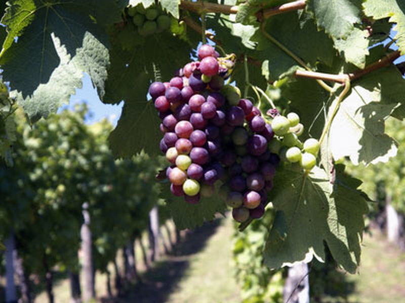 Vitis 'Muscat bleu' - Tafeltraube 'Muscat bleu'