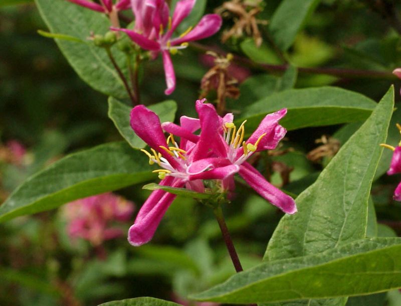 Lonicera tatarica 'Hack's Red' - Tatar.Heckenkirsche 'Hack's Red'