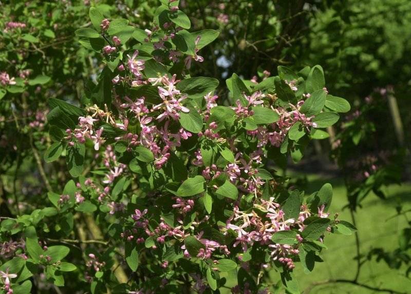 Lonicera tatarica 'Rosea' - Tatar.Heckenkirsche 'Rosea'