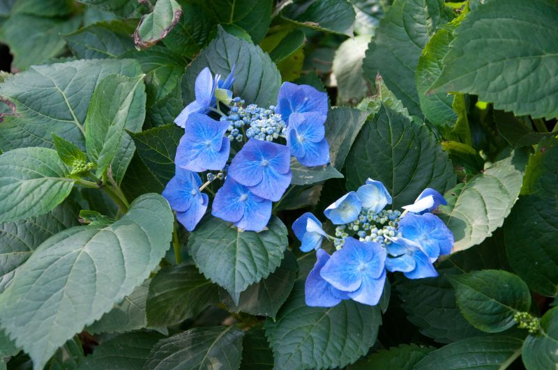Hydrangea macrophylla 'Blaumeise' - Tellerhortensie 'Blaumeise'