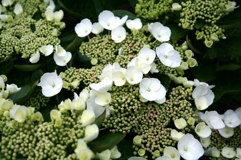 Hydrangea macrophylla 'Teller White' - Tellerhortensie 'Teller White'