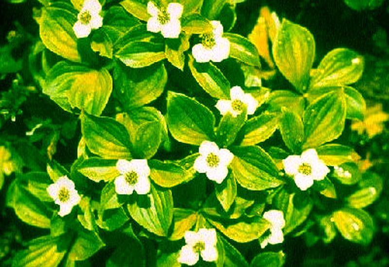 Cornus canadensis - Teppich-Hartriegel