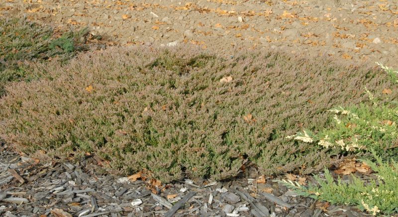 Juniperus horizontalis 'Andorra Compact' - Teppichwacholder 'Andorra Compact'