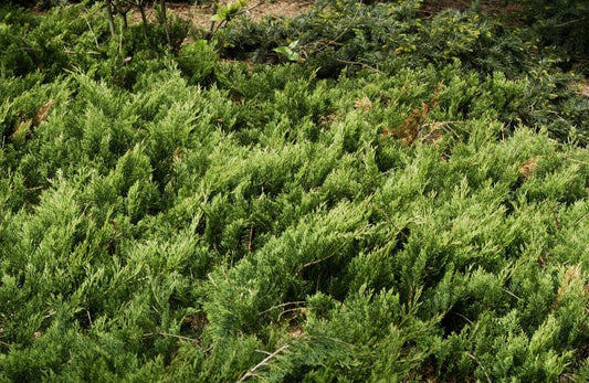 Juniperus horizontalis 'Wiltonii' - Teppichwacholder 'Wiltonii'