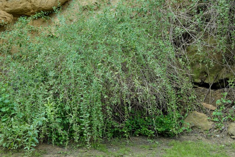 Lycium barbarum - Teufelszwirn