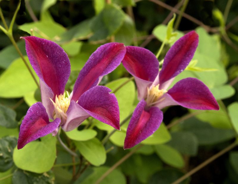 Clematis tex.'Sir Trevor Lawrence' - Texas-Waldrebe 'Sir Trevor Lawrence'