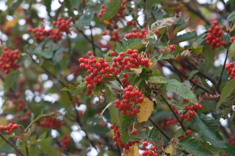 Sorbus thuringiaca 'Fastigiata' - Thüringische Säulen-Eberesche