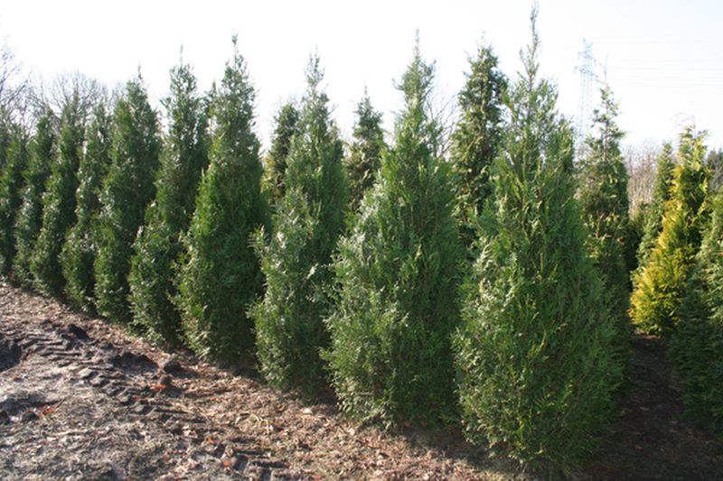 Thuja plicata 'Atrovirens' - Grüner Riesen-Lebensbaum