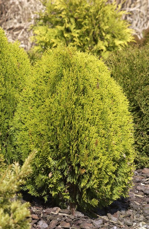 Thuja orientalis 'Aurea Nana' - Gelber Zwerg-Lebensbaum