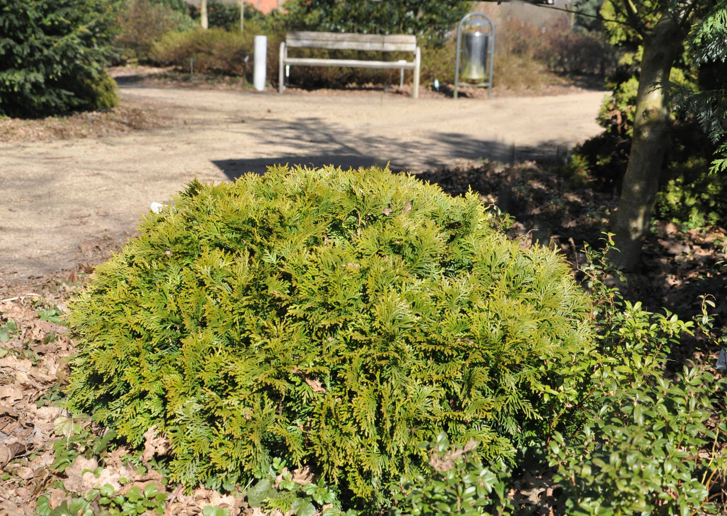 Thuja occidentalis 'Danica' - Zwergiger Kugel-Lebensbaum