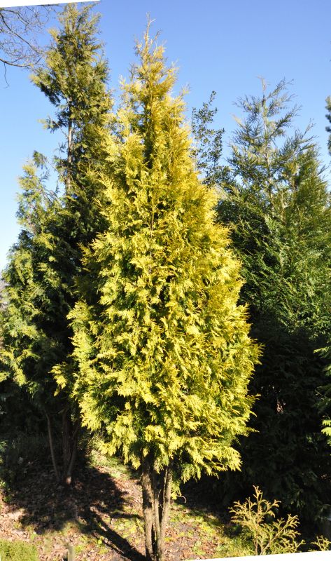 Thuja occidentalis 'Europa Gold' - Lebensbaum 'Europa Gold'