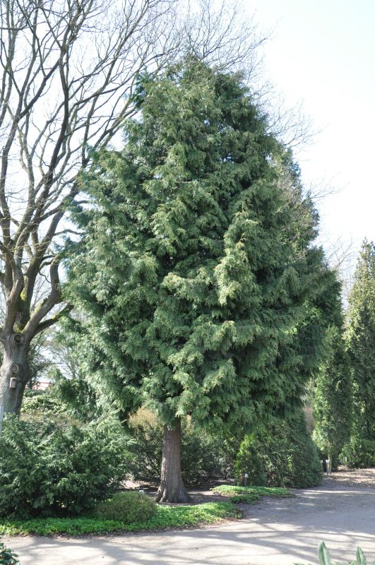 Thuja plicata 'Excelsa' - Großer Lebensbaum