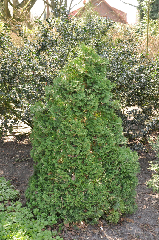 Thuja occidentalis 'Holmstrup' - Lebensbaum 'Holmstrup'