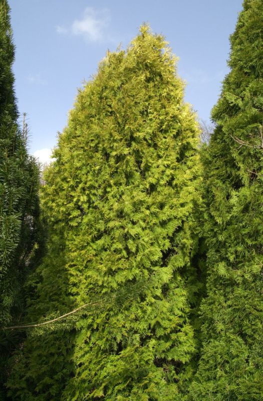 Thuja occidentalis 'Aurescens' - Goldener Lebensbaum