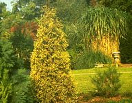 Thuja plicata 'Aurescens' - Goldspitzen-Lebensbaum