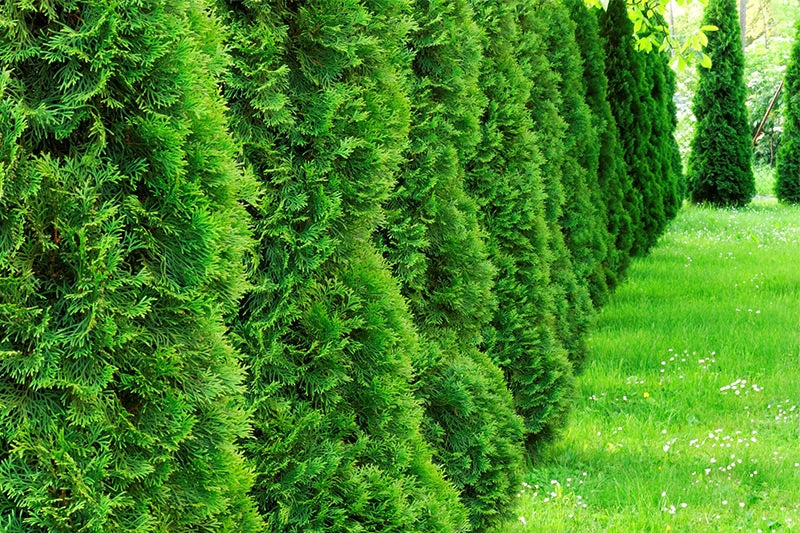 Thuja occidentalis 'Smaragd' - Lebensbaum 'Smaragd'