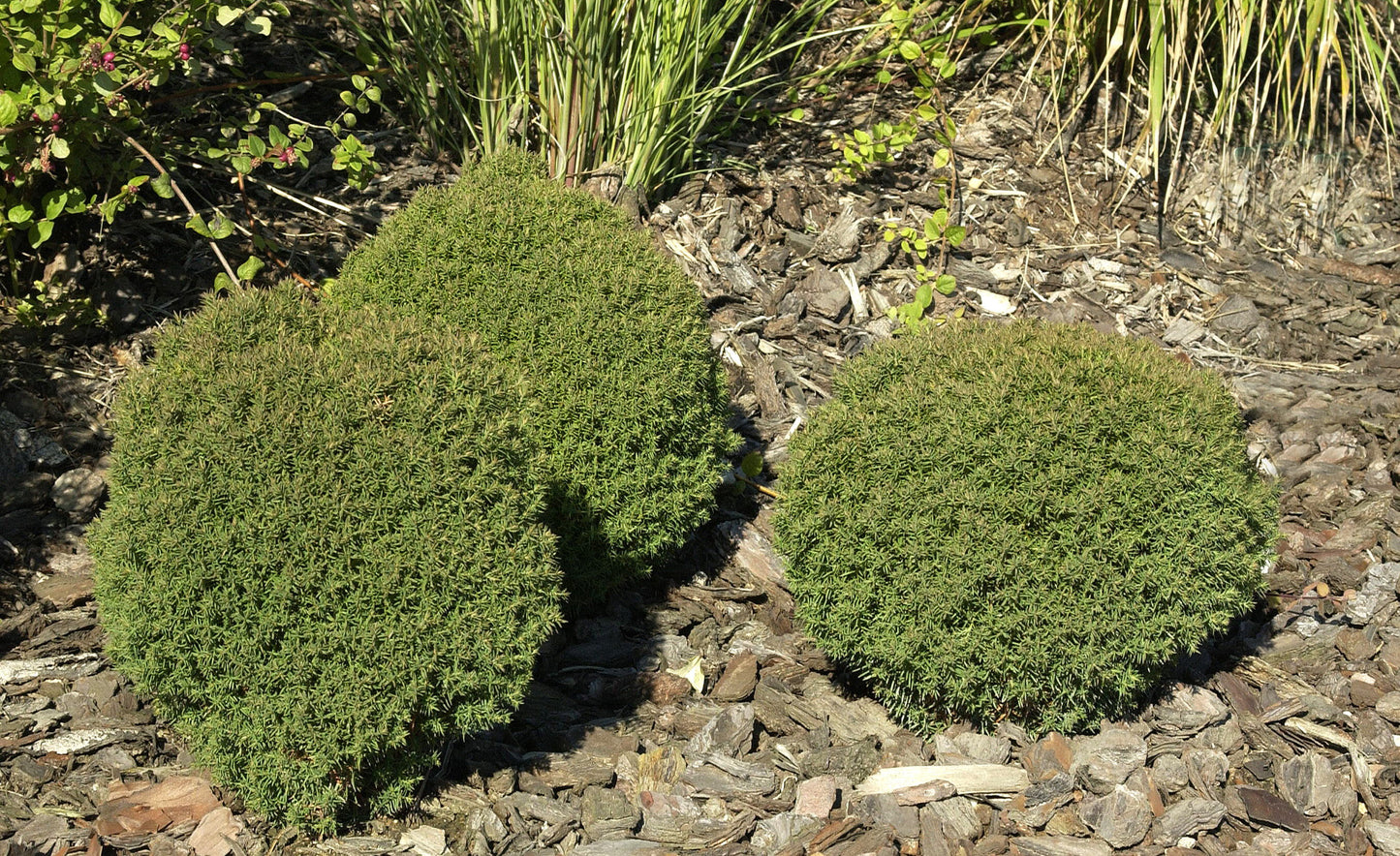 Thuja occidentalis 'Teddy' - Lebensbaum 'Teddy'