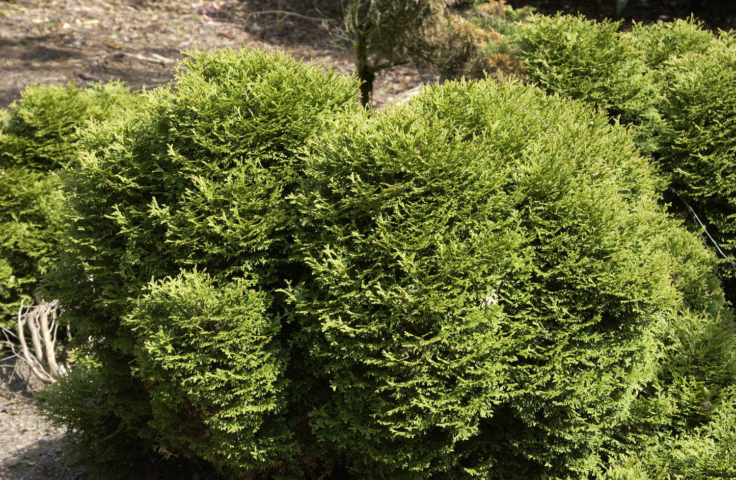 Thuja occidentalis 'Tiny Tim' - Lebensbaum 'Tiny Tim'