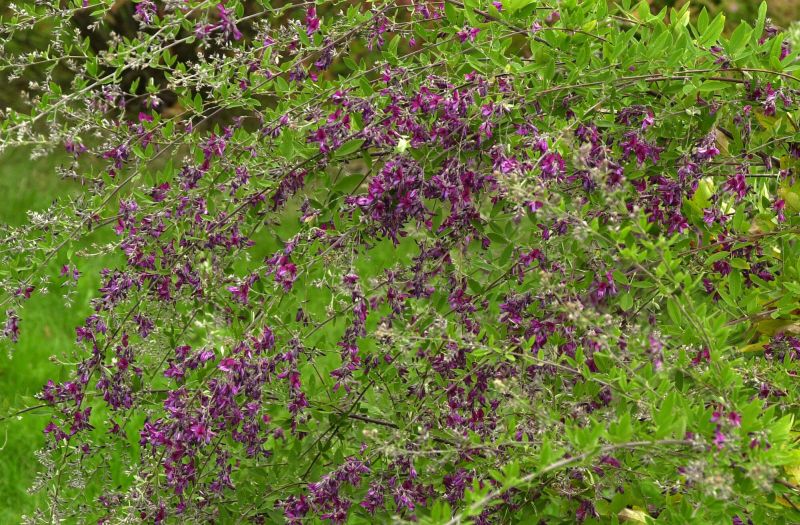 Lespedeza thunbergii - Thunbergs Buschklee