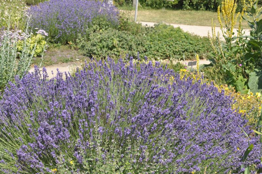 Lavandula angustifolia 'Hidcote Blue' - Tiefviolettblühender Lavendel