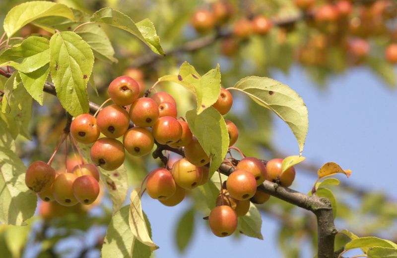 Malus toringo CAC - Toringo-Apfel