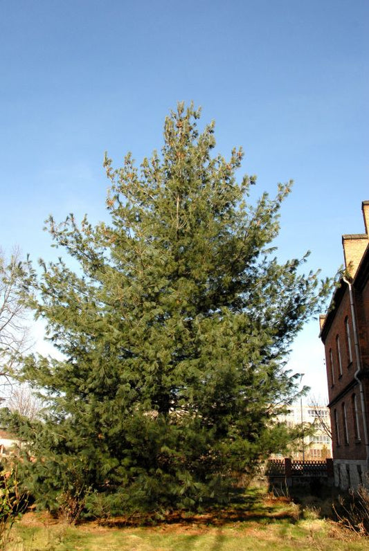 Pinus wallichiana - Tränenkiefer