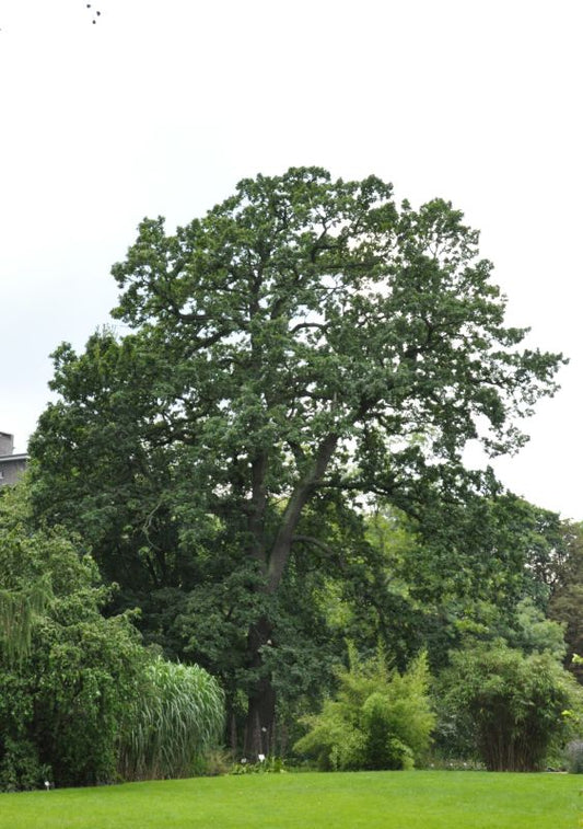 Quercus petraea - Trauben-Eiche Solitär Baum