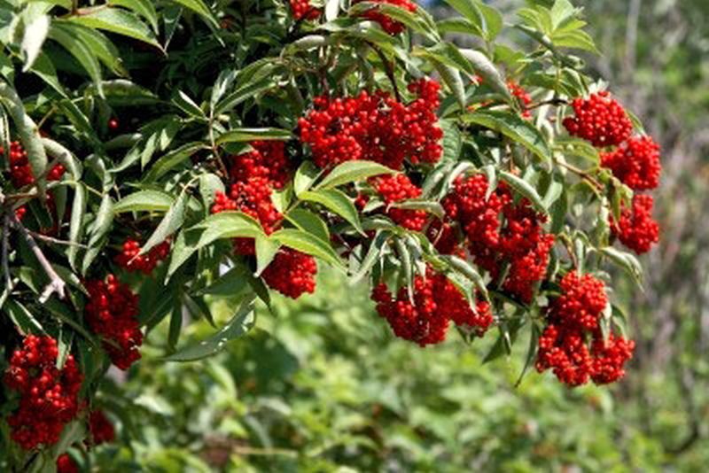 Sambucus racemosa - Traubenholunder