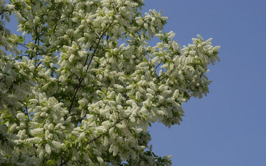 Prunus padus CAC VGU - Traubenkirsche VGU