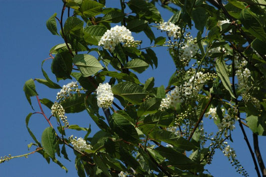 Prunus padus 'Watereri' CAC - Traubenkirsche 'Watereri'