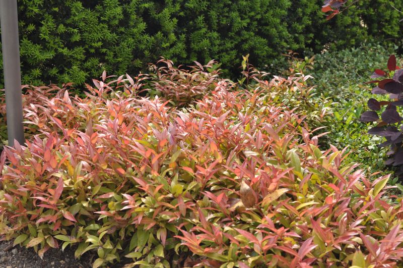 Leucothoe 'Scarletta' ® - Traubenmyrte 'Scarletta' ®
