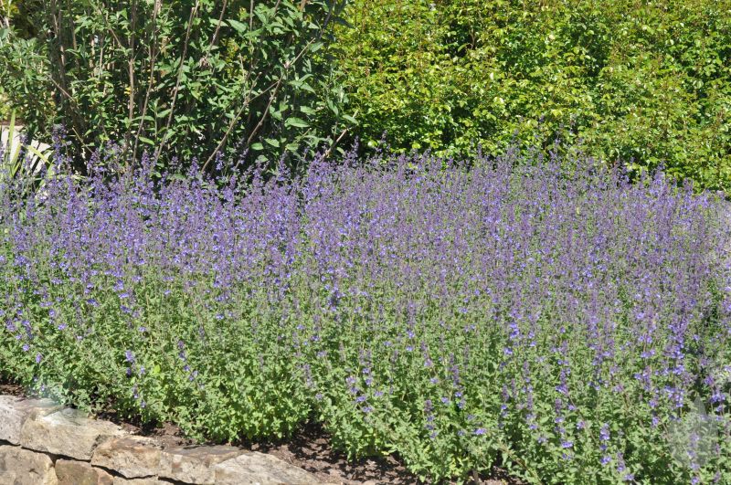 Nepeta x faassenii 'Walker's Low' - Traubige Garten-Katzenminze Walkers Low