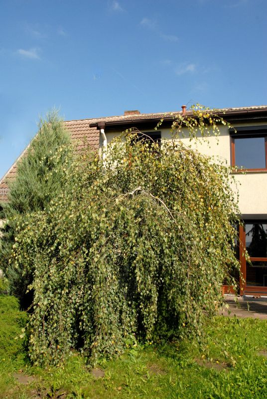 Betula pendula 'Youngii' - Trauerbirke