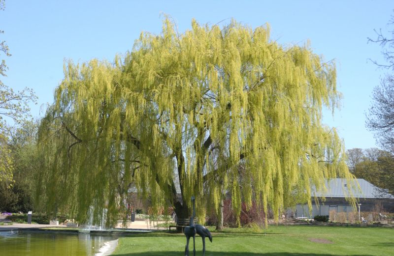 Salix alba 'Tristis' - Trauerweide