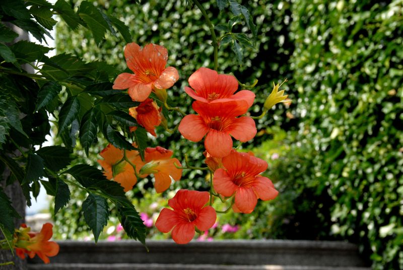 Campsis grandiflora - Trompetenblume