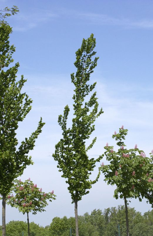 Ulmus 'Columella' -S- - Ulme 'Columella' -S-