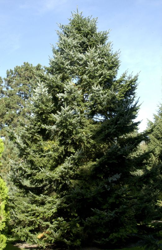 Abies veitchii - Veitch's-Tanne