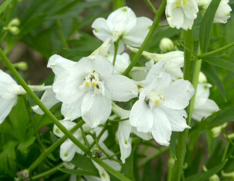 Delphinium x belladonna 'Moerheimii' - Verzweigter Garten-Rittersporn Moerheimii