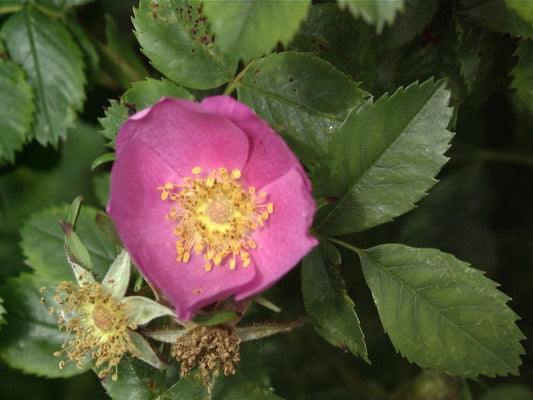 Rosa virginiana - Virginische Rose