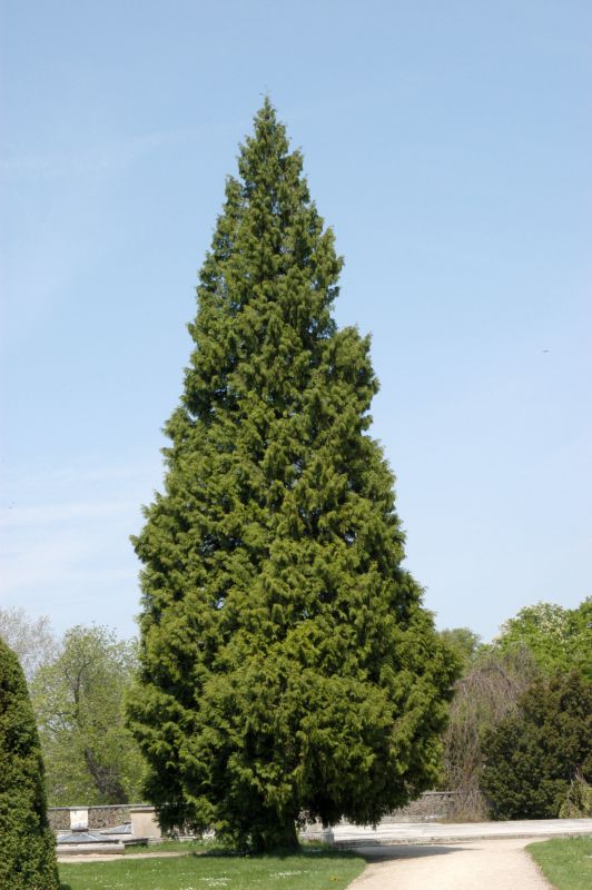 Juniperus virginiana - Virginischer Wacholder