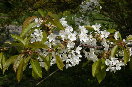 Prunus avium CAC - Vogelkirsche
