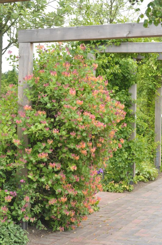 Lonicera periclymenum 'Serotina' - Wald-Geisschlinge 'Serotina'