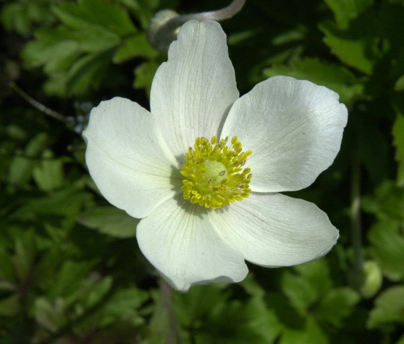 Anemone sylvestris - Wald-Windröschen