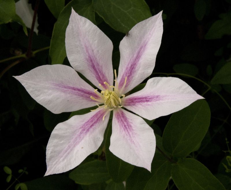 Clematis 'Andromeda' - Waldrebe 'Andromeda'